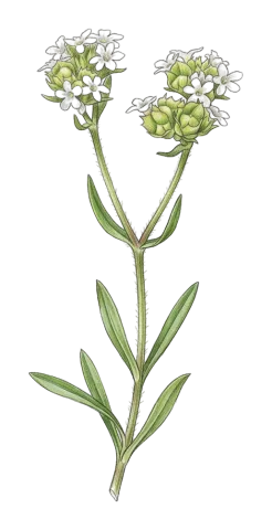 Valerianella kotschyi