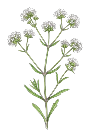Valerianella vesicaria