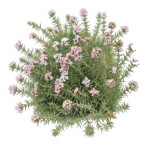 Acanthophyllum caespitosum