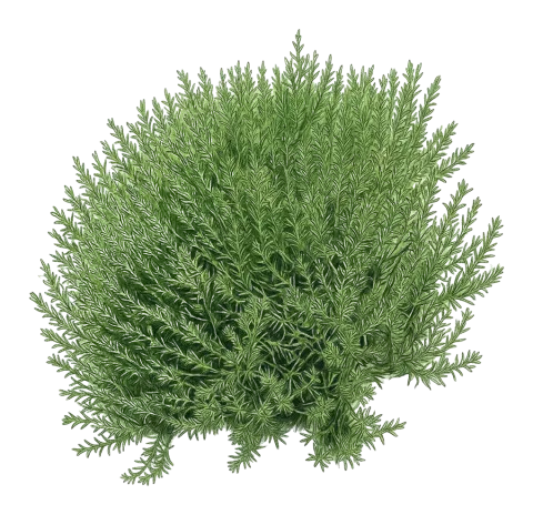 Acanthophyllum crassifolium