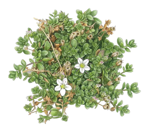 Arenaria balansae