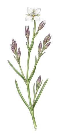 Bufonia oliveriana