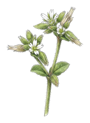 Cerastium glomeratum