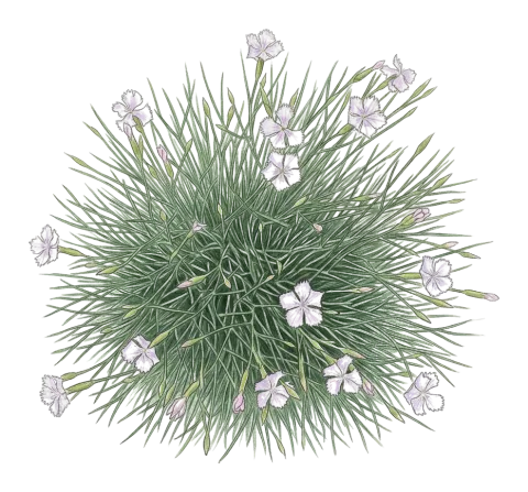 Dianthus longivaginatus