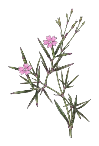 Dianthus nudiflorus