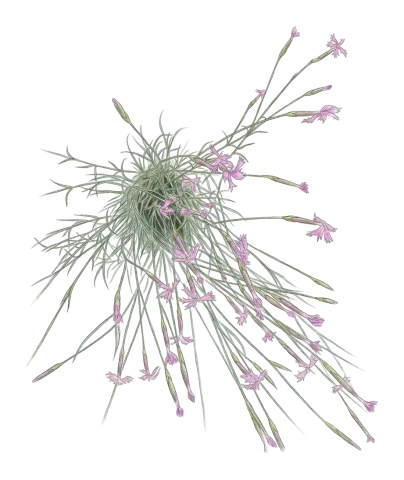 Dianthus pendulus