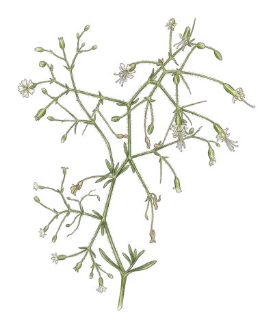 Gypsophila gypsophiloides