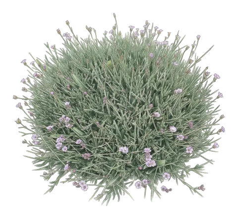 Gypsophila nabelekii