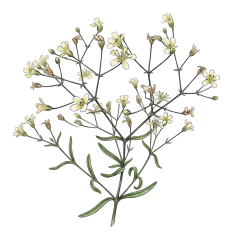 Gypsophila persica