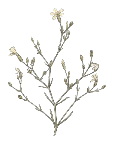 Gypsophila platyphylla