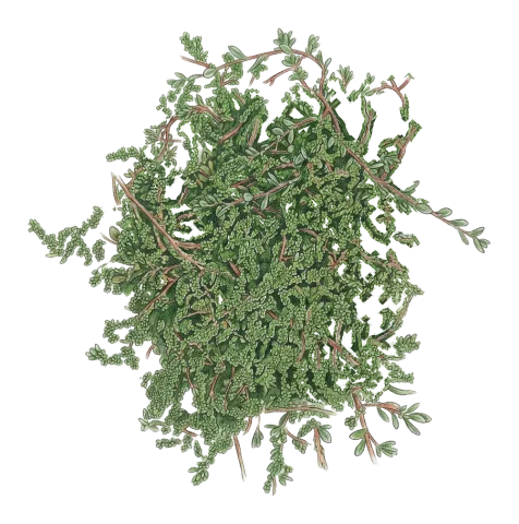 Herniaria caucasica
