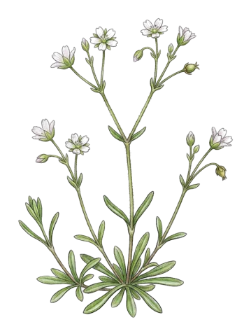 Holosteum glutinosum