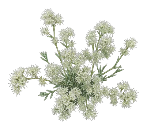 Minuartia hamata