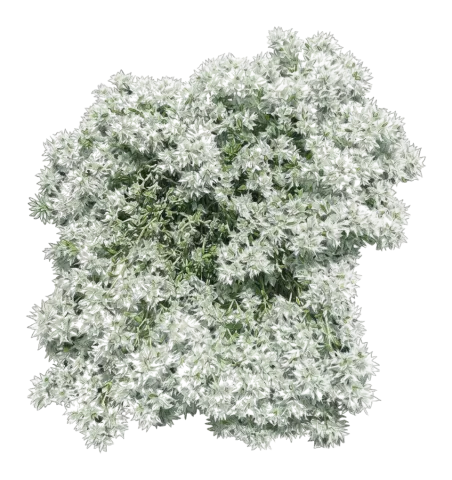 Paronychia kurdica