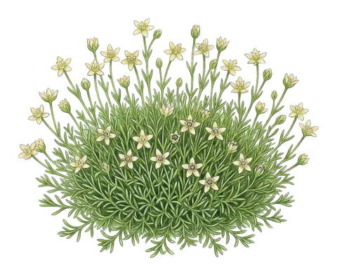 Sagina saginoides