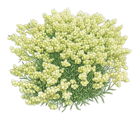 Silene ampullata