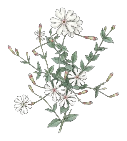 Silene chlorifolia