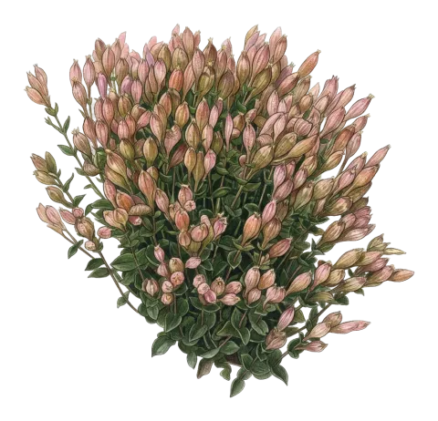میشه گره ی ده ربه ندی