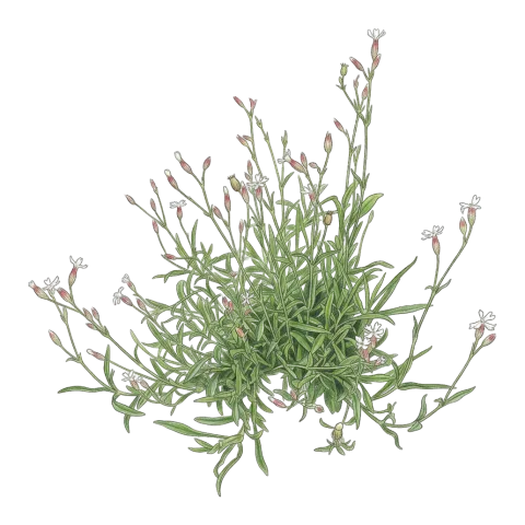 Silene eriocalycina