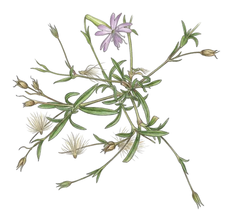 Silene microsperma