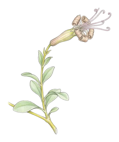 مێشەگرە