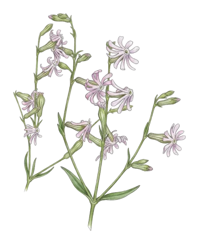 Silene oliveriana