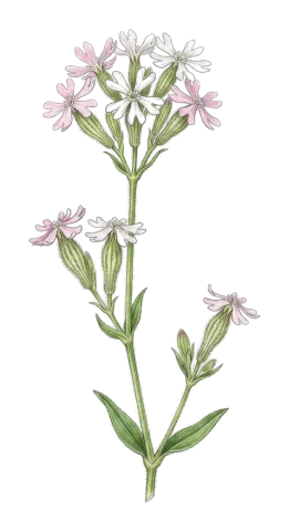 Silene oreophila