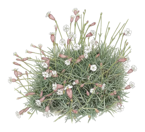 Silene pungens