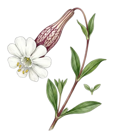 Silene rhynchocarpa