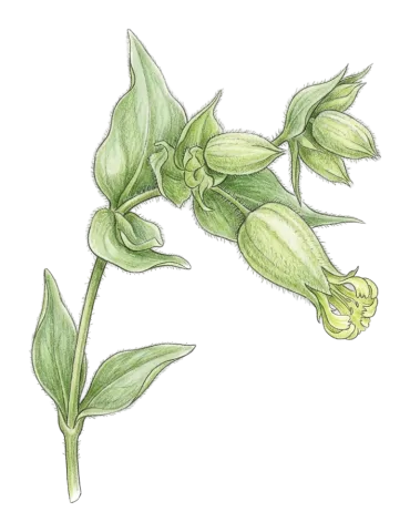 Silene schizopetala