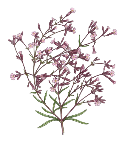 Silene shehbazii