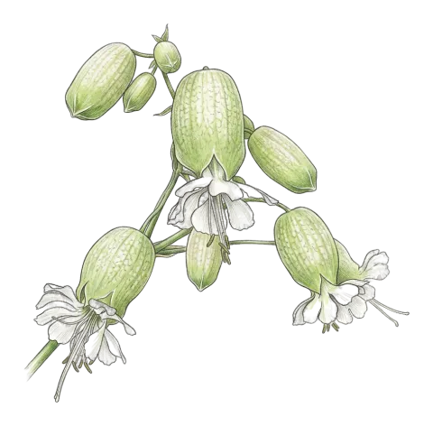 Silene vulgaris