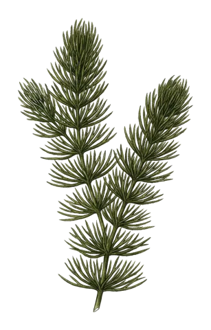 Ceratophyllum demersum