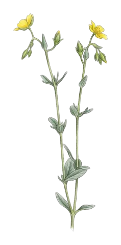 Helianthemum salicifolium