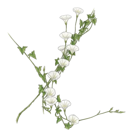Convolvulus scammonia