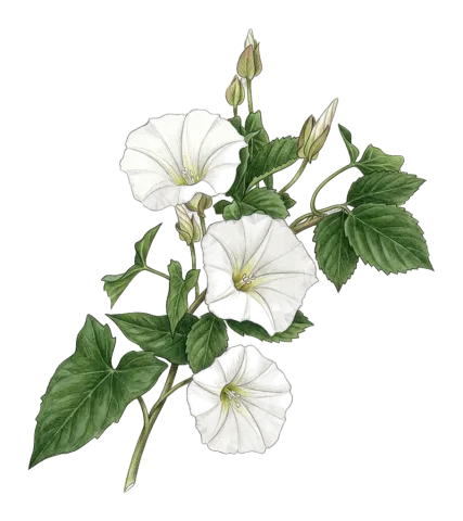 Convolvulus sepium