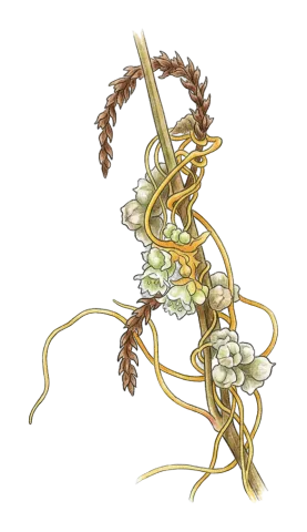 Cuscuta campestris