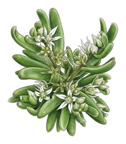 Sedum cespitosum