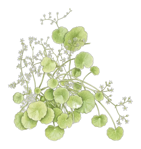 Umbilicus tropaeolifolius