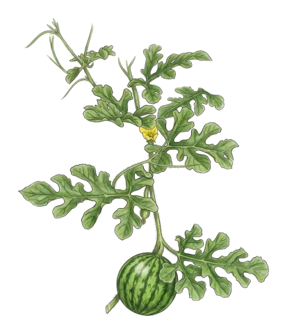 Citrullus lanatus