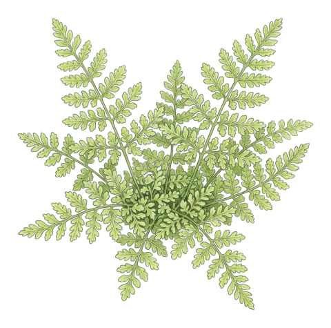Cystopteris fragilis