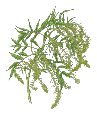 Datisca cannabina