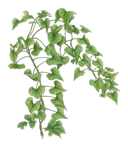 Dioscorea communis