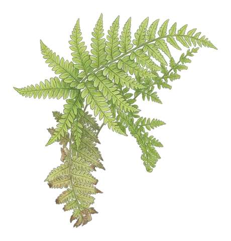 Dryopteris pallida