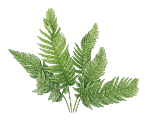 Polystichum aculeatum