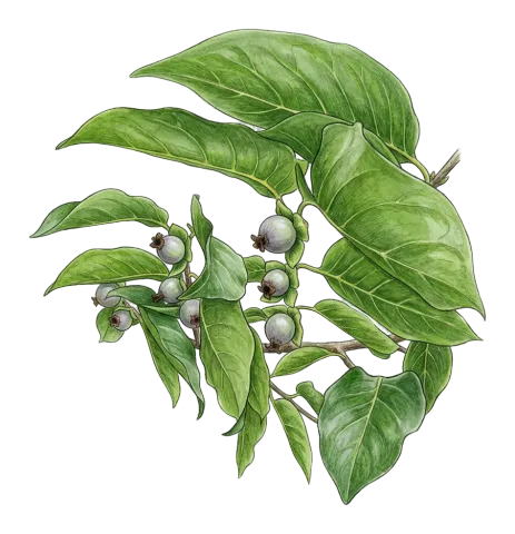 Diospyros lotus