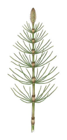Equisetum arvense