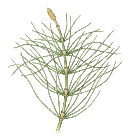 Equisetum ramosissimum