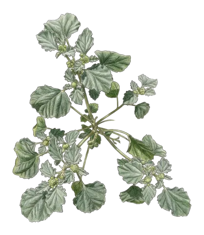 Chrozophora tinctoria