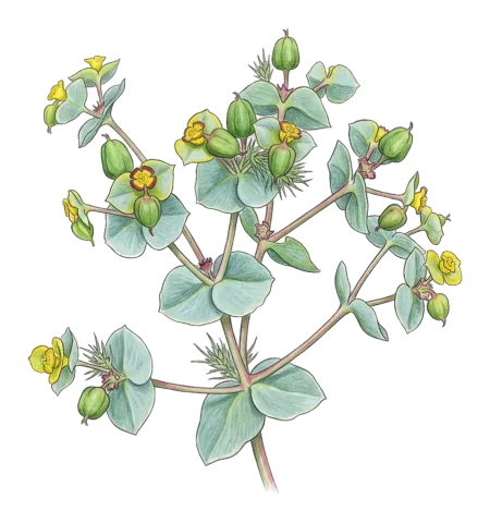 Euphorbia craspedia